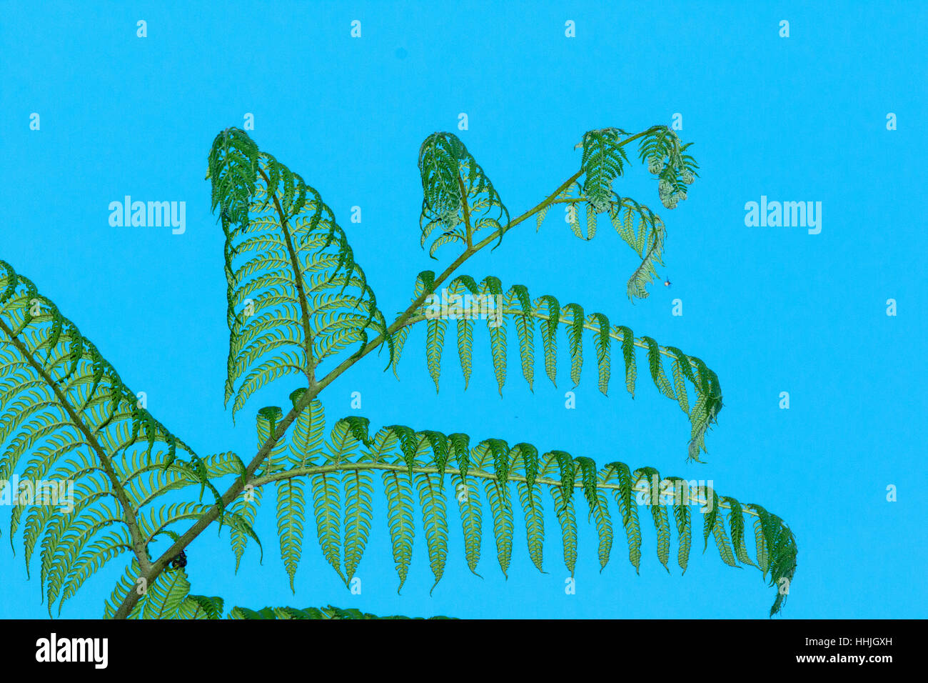 Tree Fern fronde specie Cyathea altopiano di Atherton Queensland, Australia PL002307 Foto Stock