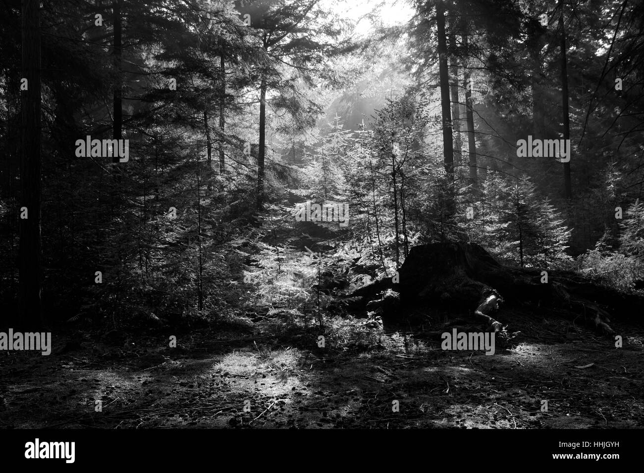 Alberi da bosco e le felci, Bianco Moor, New Forest National Park; Hampshire County; Inghilterra; Gran Bretagna, Regno Unito Foto Stock