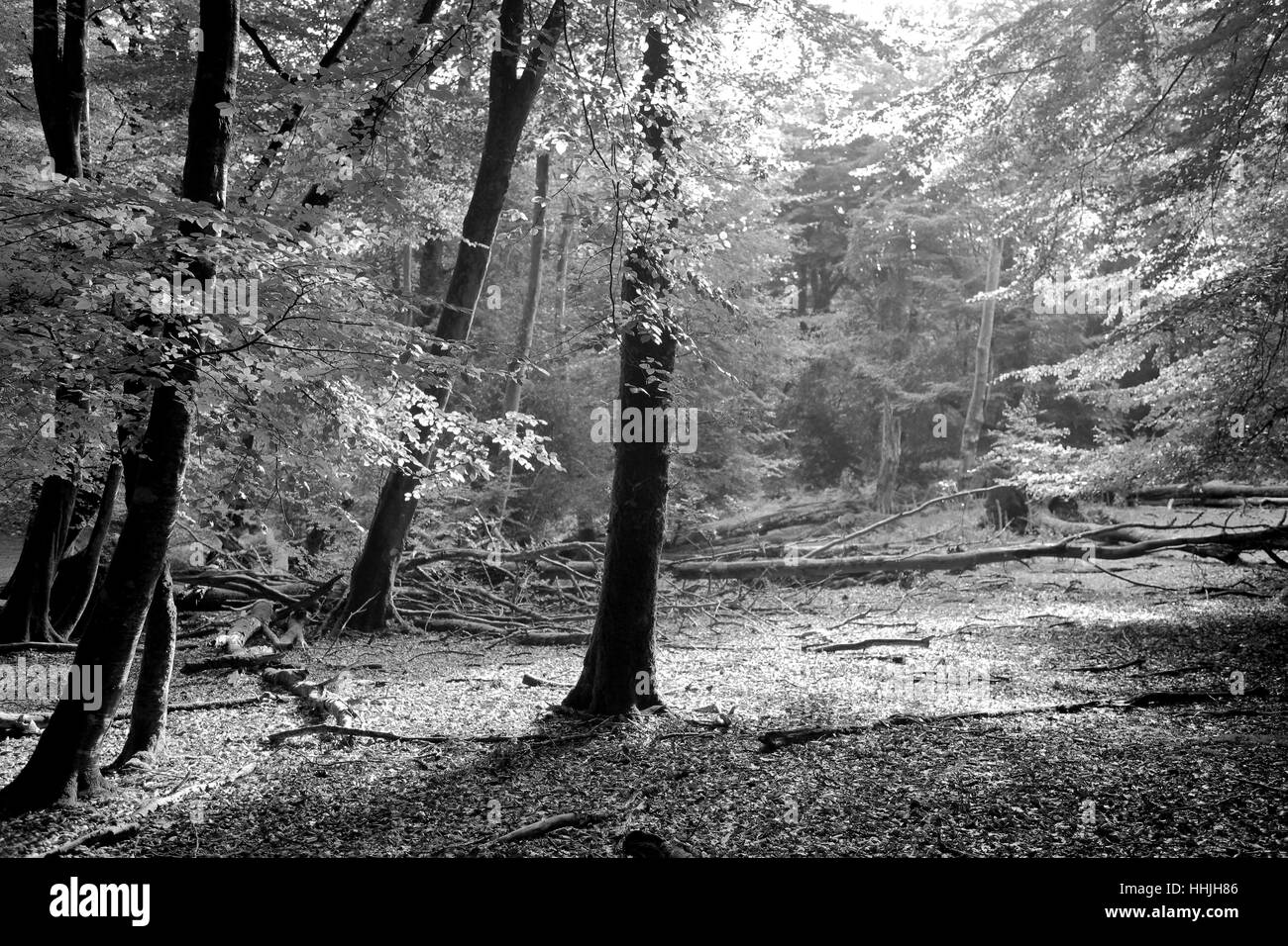 Alberi da bosco e le felci, Bianco Moor, New Forest National Park; Hampshire County; Inghilterra; Gran Bretagna, Regno Unito Foto Stock