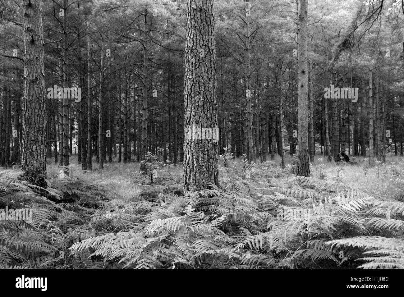 Alberi da bosco e le felci, Bianco Moor, New Forest National Park; Hampshire County; Inghilterra; Gran Bretagna, Regno Unito Foto Stock
