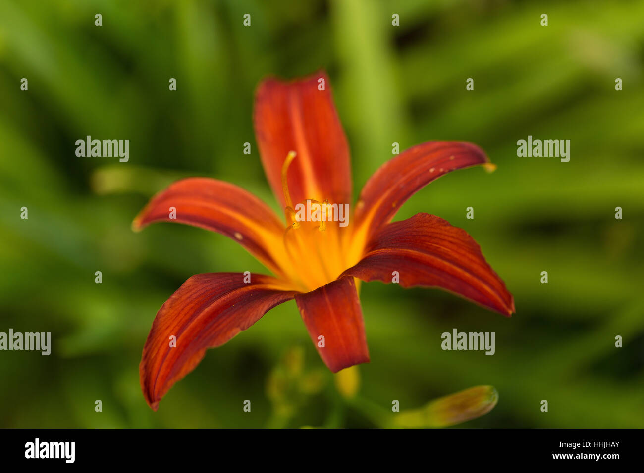 Rosso profondo e giglio giallo contro verde erba del campo Foto Stock