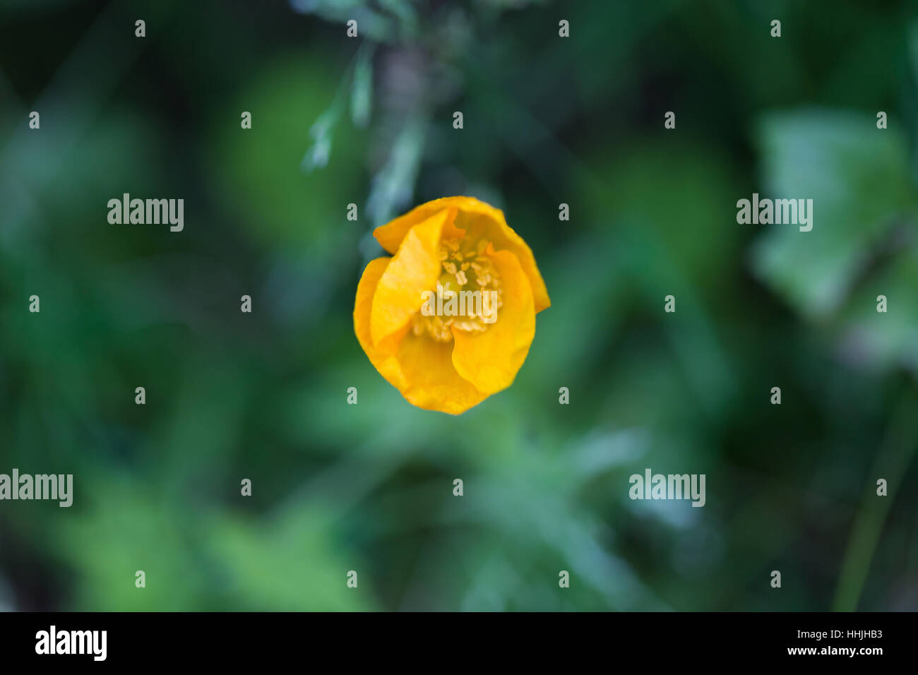 Unico giallo fiore selvatico ranuncolo contro l erba del campo Foto Stock