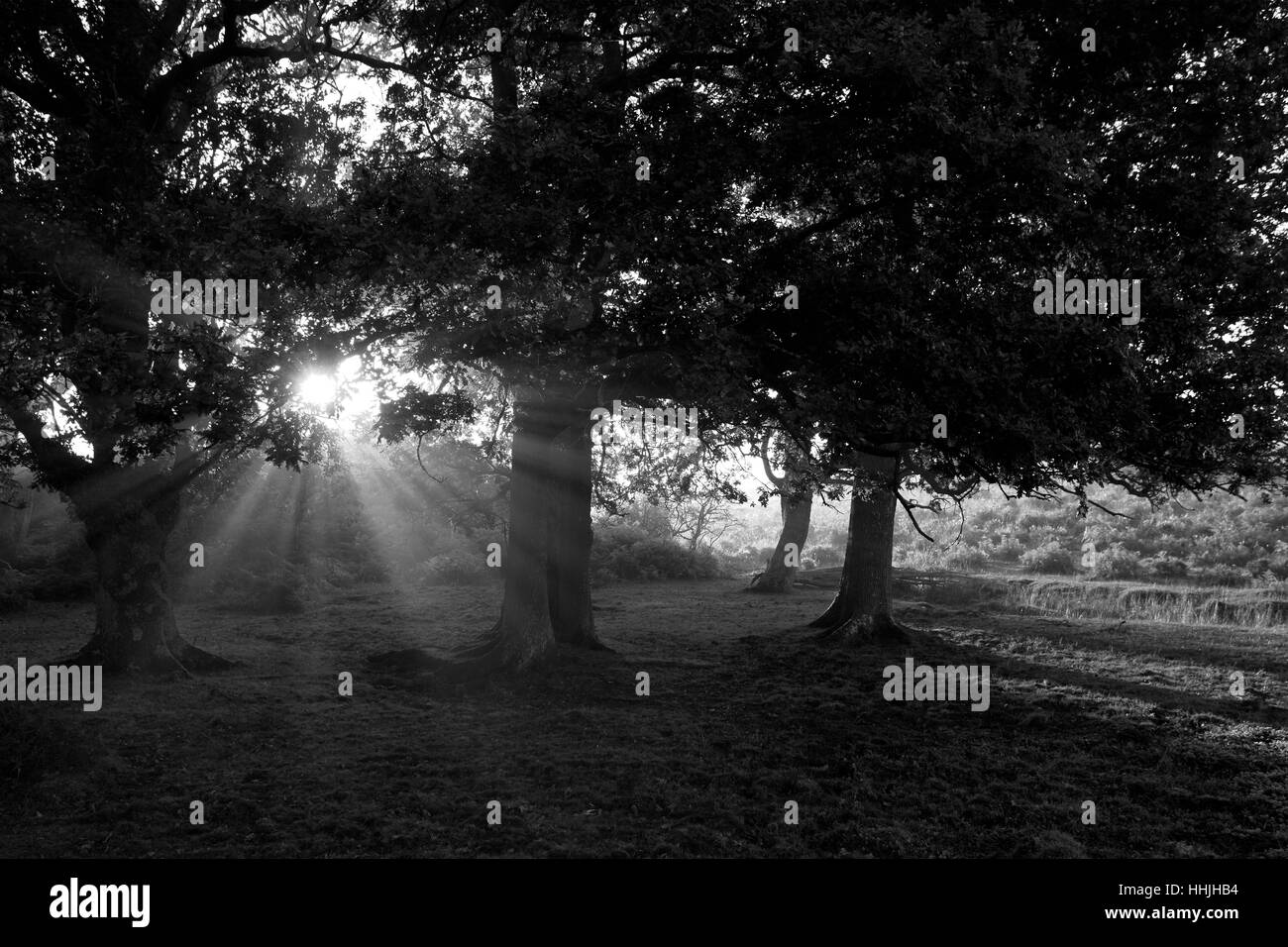 Alberi da bosco e le felci, Bianco Moor, New Forest National Park; Hampshire County; Inghilterra; Gran Bretagna, Regno Unito Foto Stock