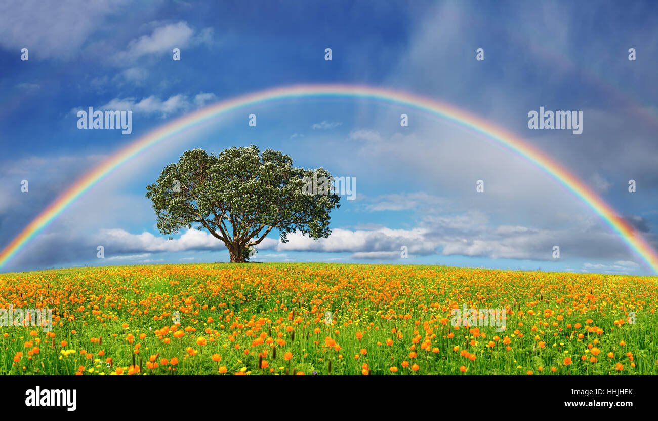 Paesaggio con campo di fioritura e rainbow Foto Stock