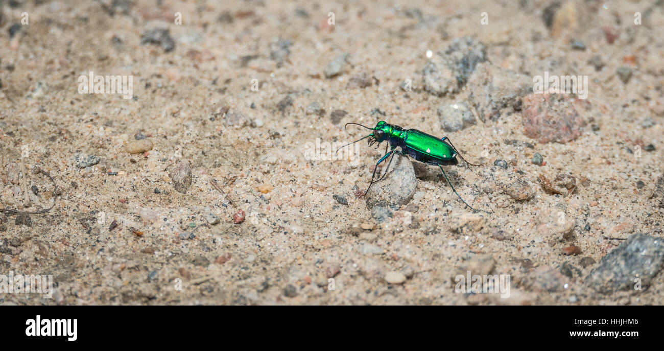 Verde metallizzato sei spotted Tiger beetle - (Cicindela sexguttata). Fa il suo modo lungo una parte di sabbia di bosco piano. Foto Stock