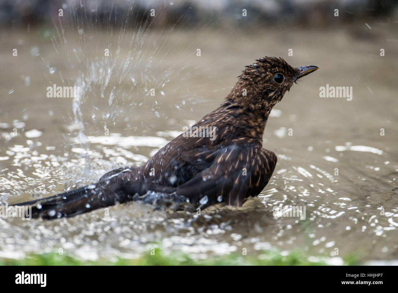 Una femmina di novellame di merlo comune (Turdus merula) Godetevi gli schizzi nel suo bagno. Foto Stock