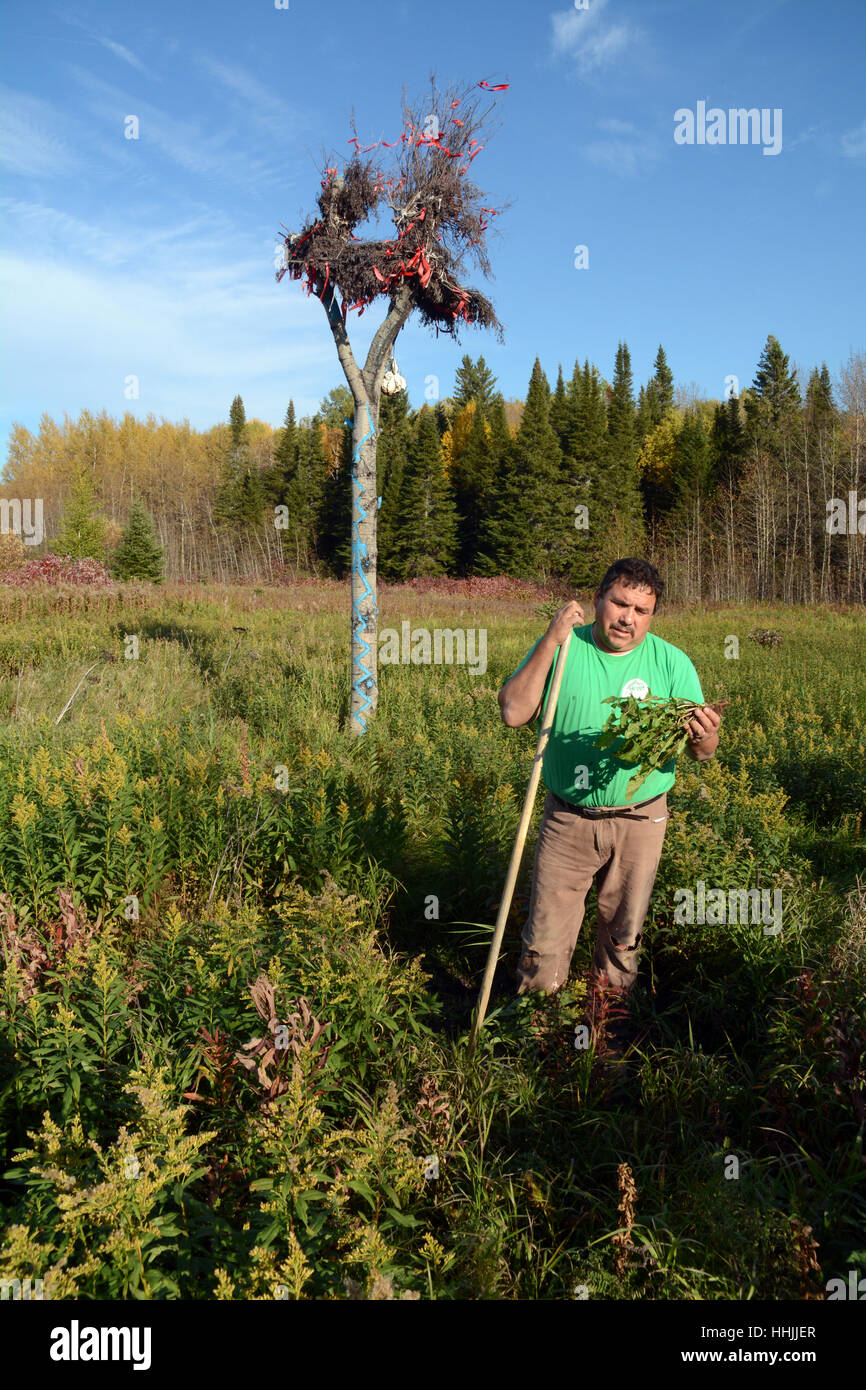 Un indigeno uomo raccoglie wild tarassaco foglie a una danza Sun sito cerimoniale, vicino alla fabbrica di alci, northern Ontario, Canada. Foto Stock