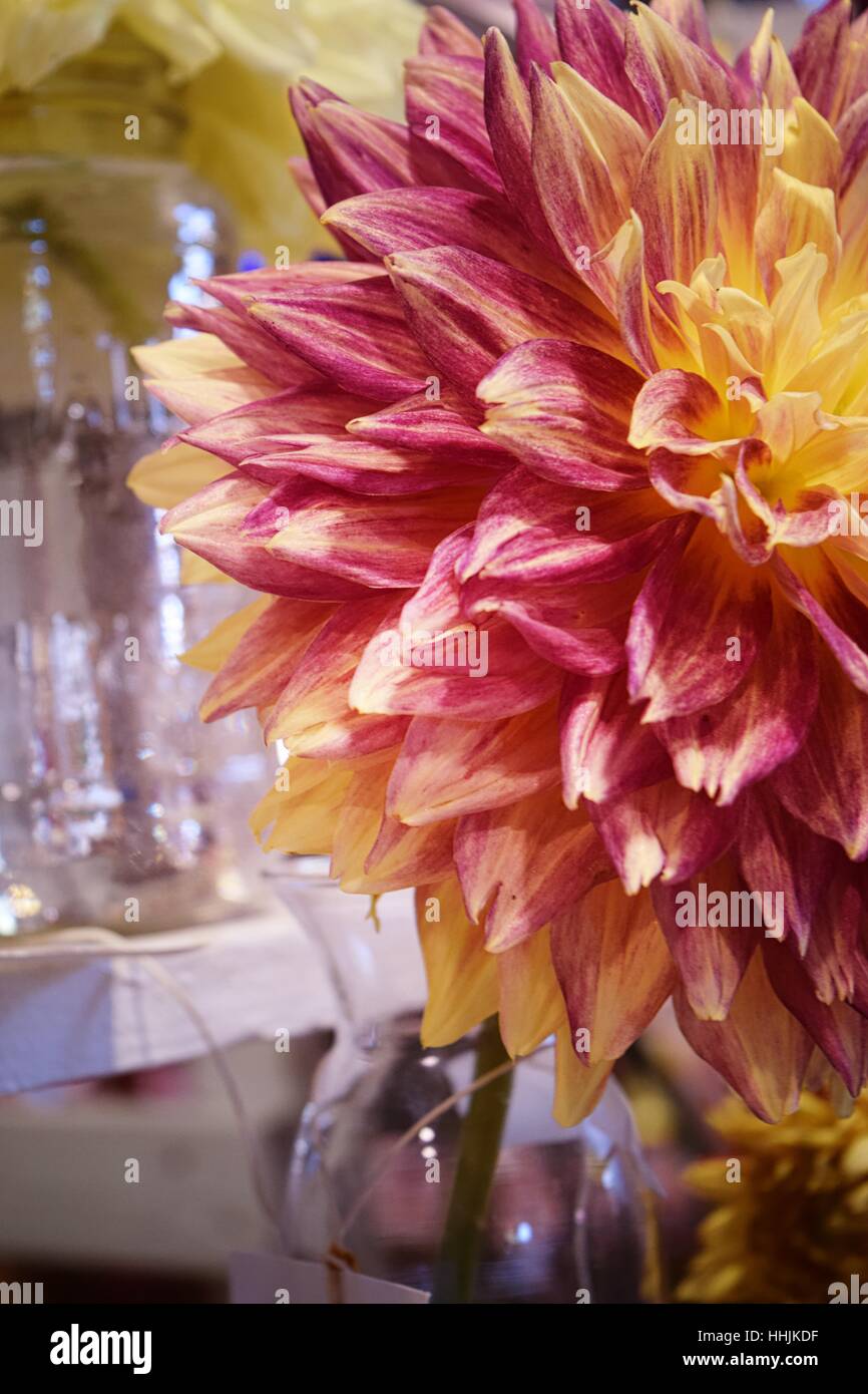 Gigante giallo, rosso, marrone rossiccio e fiore viola in un vaso Foto Stock