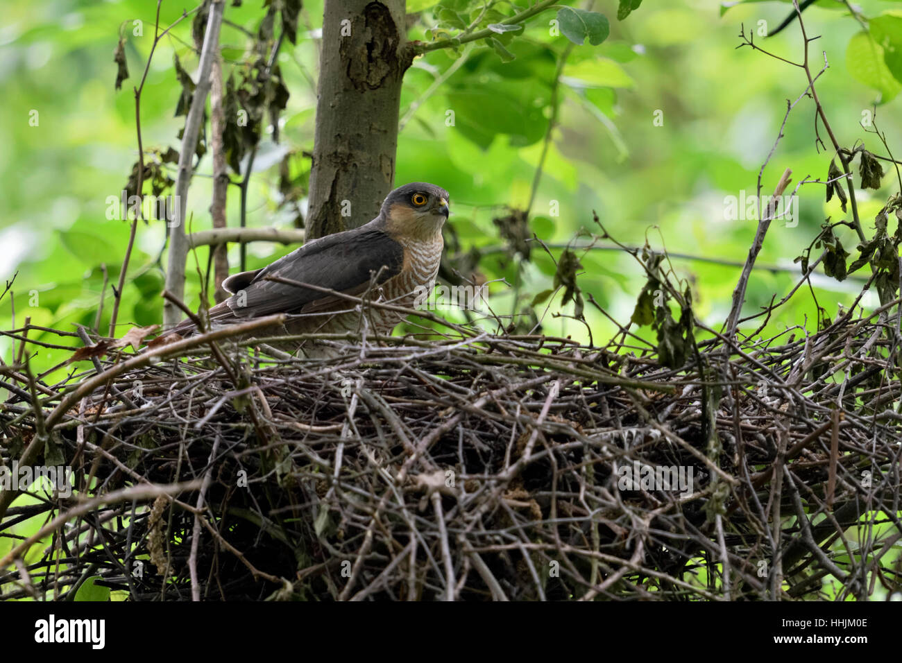 Eurasian Sparviero ( Accipiter nisus ), maschio adulto, in piedi nel suo nido d'aquila, nascosto nido, guardando attento, la fauna selvatica, l'Europa. Foto Stock