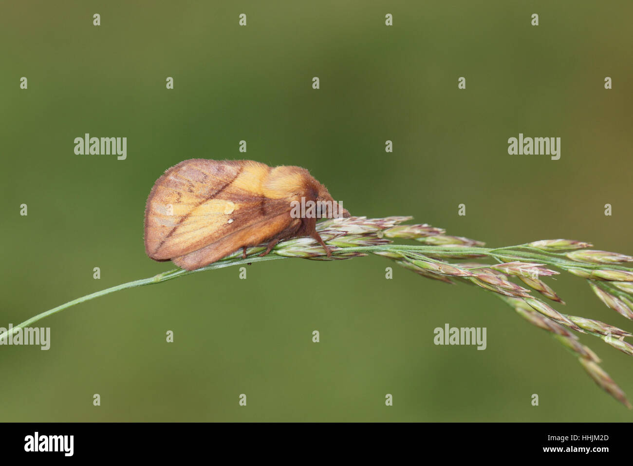 Bevitore (Euthrix potatoria), una forma strana falena, aggrappato a un gambo di erba Foto Stock