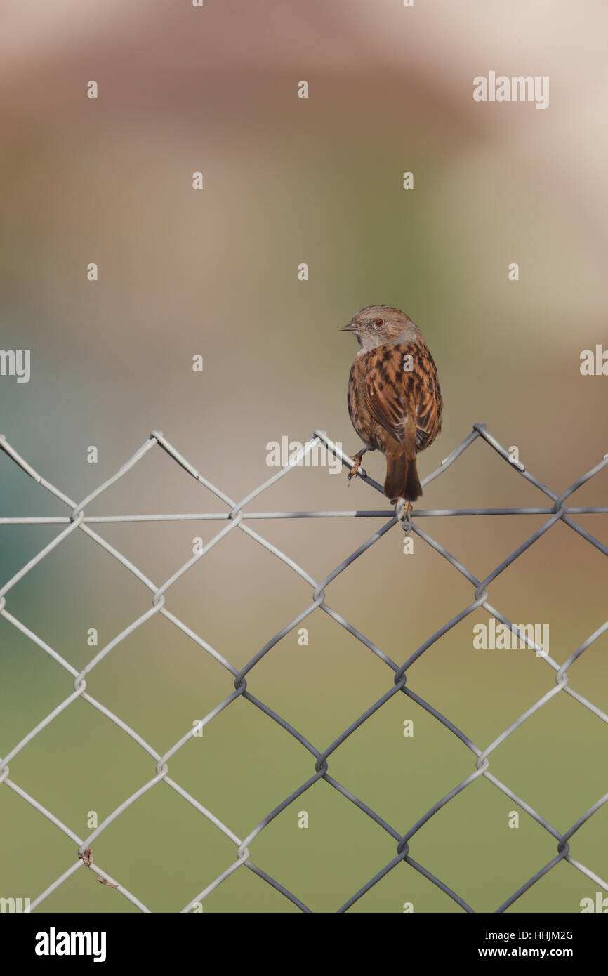 Dunnock o Hedge Sparrow (Prunella modularis), arroccato su una recinzione in un parco suburbano in Norfolk Foto Stock
