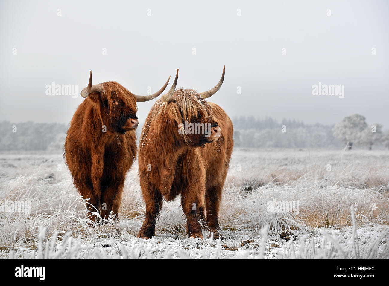 Due altopiani scozzesi in un paesaggio invernale. Foto Stock