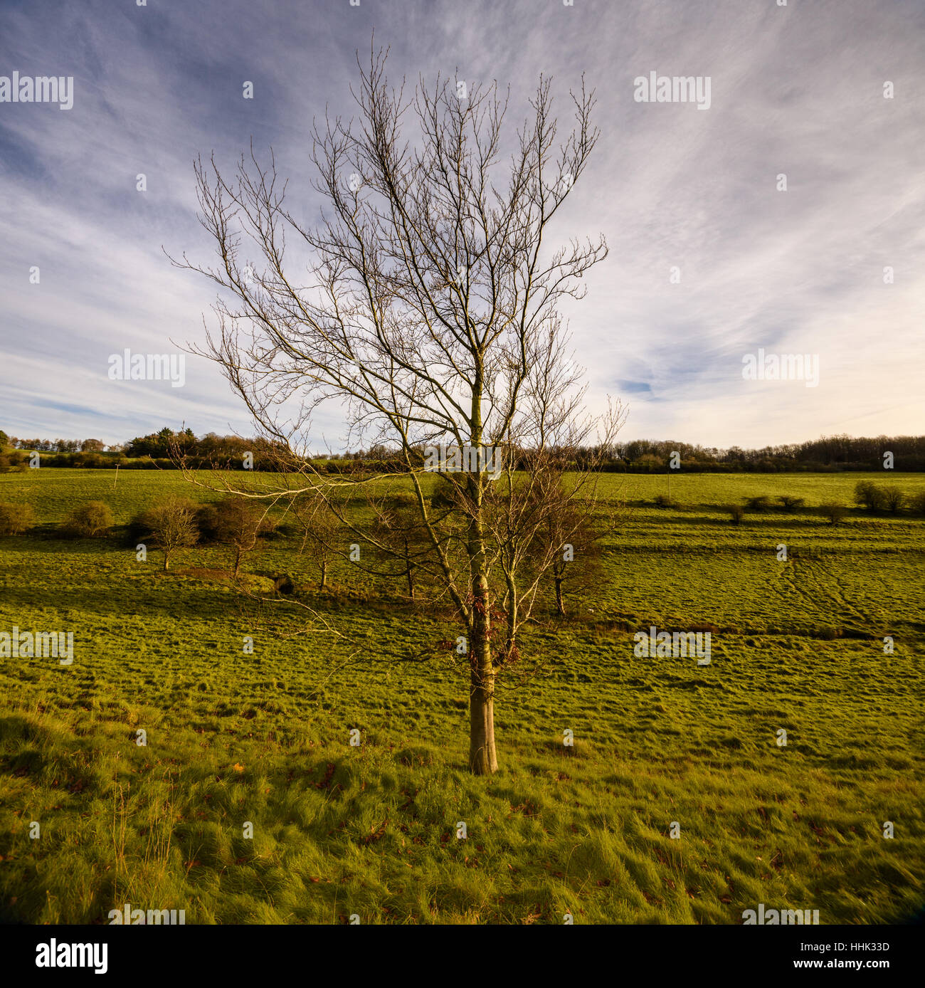 Albero in un campo in inverno con drammatica del cielo Foto Stock