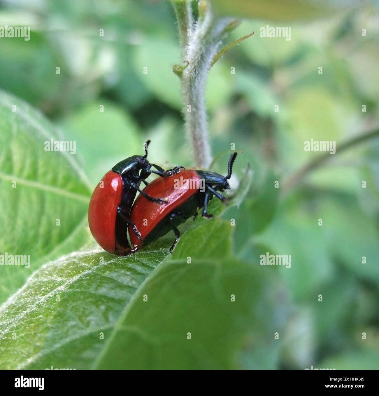 Colpo all'aperto di 2 rosso copulating coleotteri in vegetazione verde Foto Stock