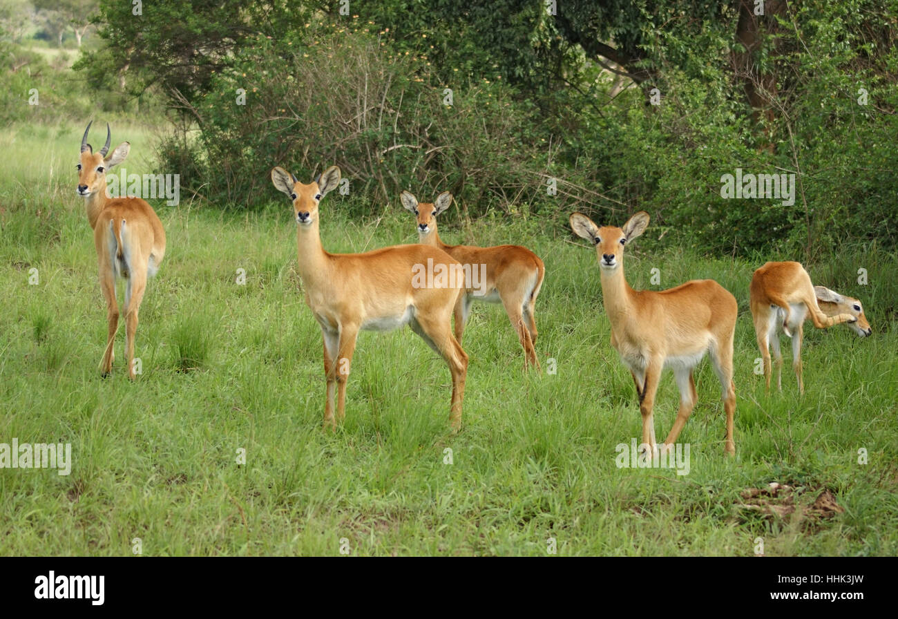 Africa, antilopi, gazzelle, Uganda, natura, animale mammifero, marrone, marrone, Foto Stock