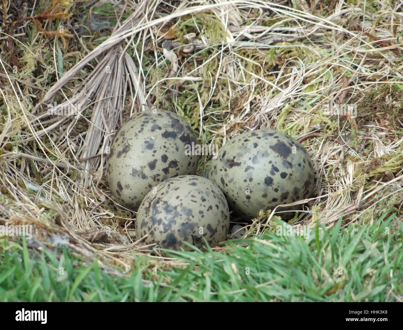 Dettaglio shot che mostra il nido di un gabbiano con 3 uova, vista sull'arcipelago delle Azzorre, che è un gruppo di isole di origine vulcanica situato nel mezzo del Nord Oceano Atlantico Foto Stock