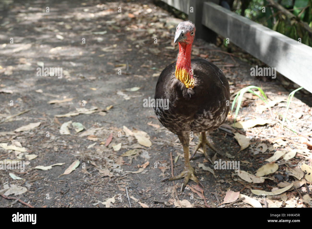 Australian brushturkey o spazzola Australiano-Turchia, aka macchia la Turchia o la bussola della Turchia avvistato sulla in Bradleys Head camminando Via in Mosman su Sydney' Foto Stock