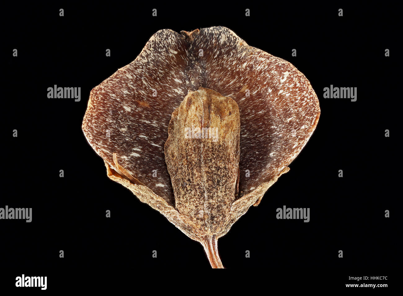Fagopyrum esculentum, grano saraceno, Echter su Buchweizen, frutta, close up Foto Stock