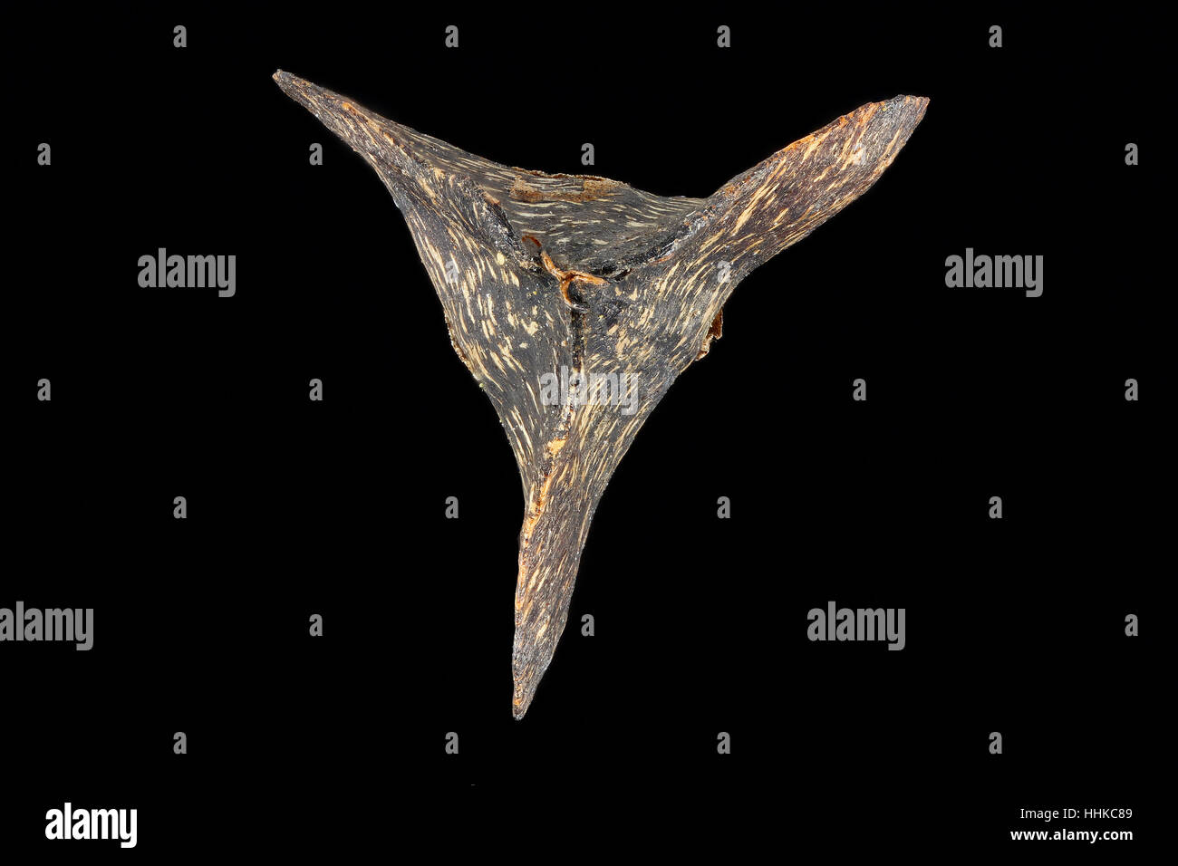 Fagopyrum esculentum, grano saraceno, Echter su Buchweizen, frutta, vicino, Foto Stock