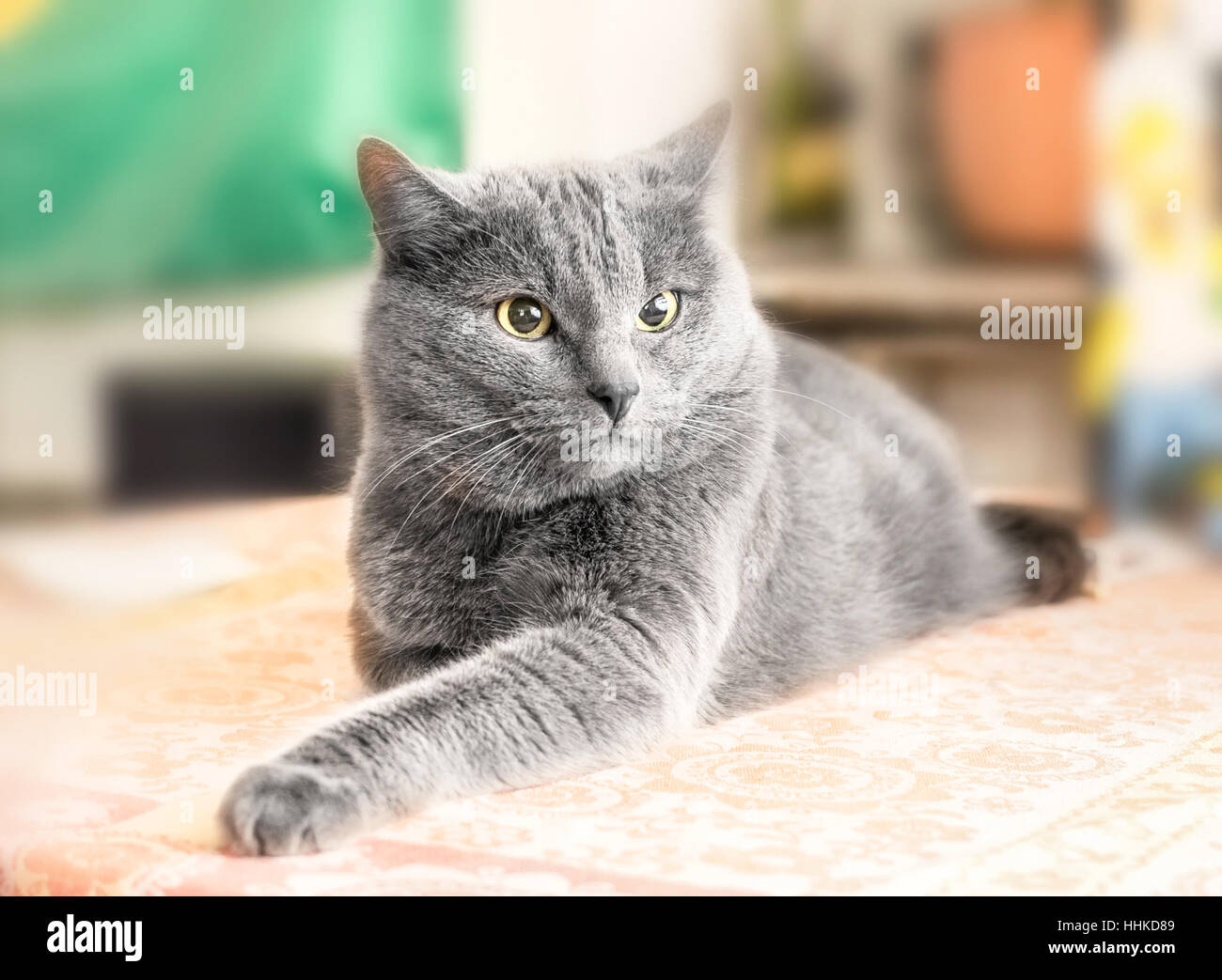 Nizza adulto gatto grigio nel profondo del pensiero Foto Stock
