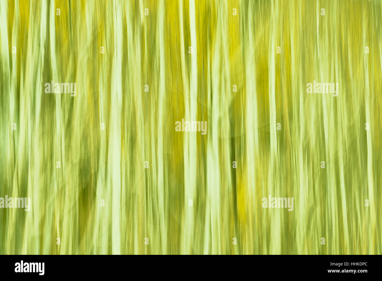 Moto alberi sfocate, verde natura astratta sfondo. Foto Stock