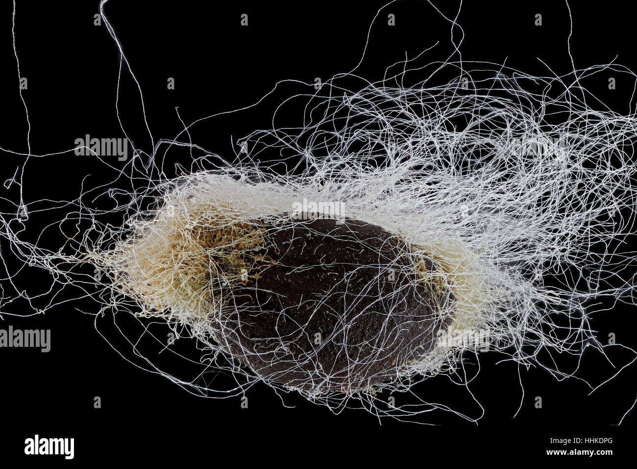 Gossypium hirsutum, cotone, Baumwolle, sementi, vicino, la dimensione della granella da 3 a 5 mm Foto Stock
