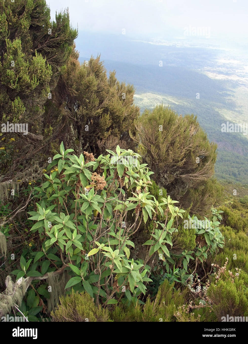Alcune piante nelle montagne Virunga in Uganda (Africa) Foto Stock