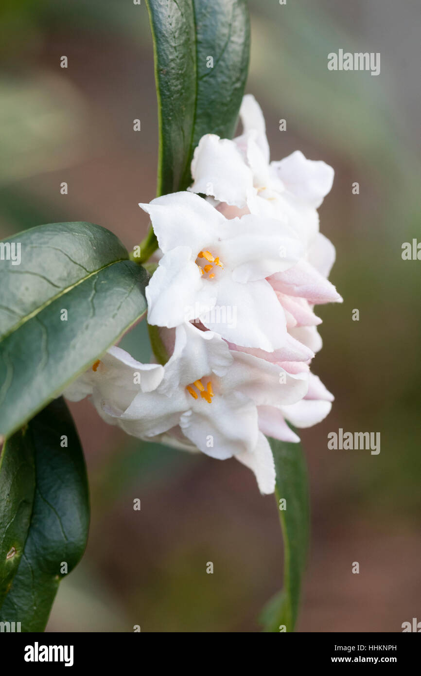 Chiusura del rosa pallido, fortemente profumati fiori invernali dell'arbusto sempreverde, Daphne bholua 'Garden House incantatrice' Foto Stock