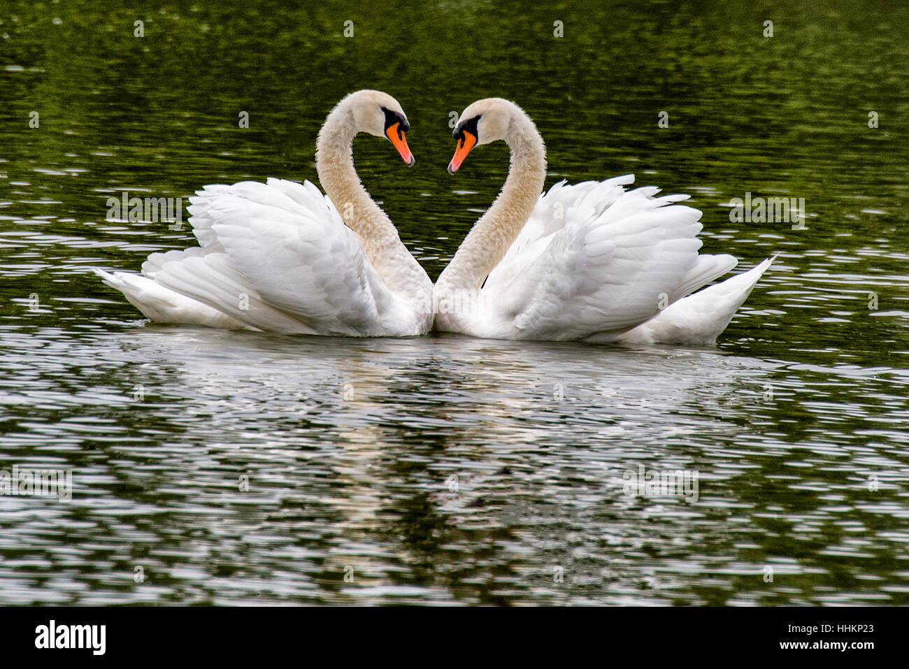 San Valentino amore Swans in Forma Di Cuore per amore San Valentino sweethearts, cuore perfetto amore, romantico come hanno formato una forma perfetta del cuore Foto Stock
