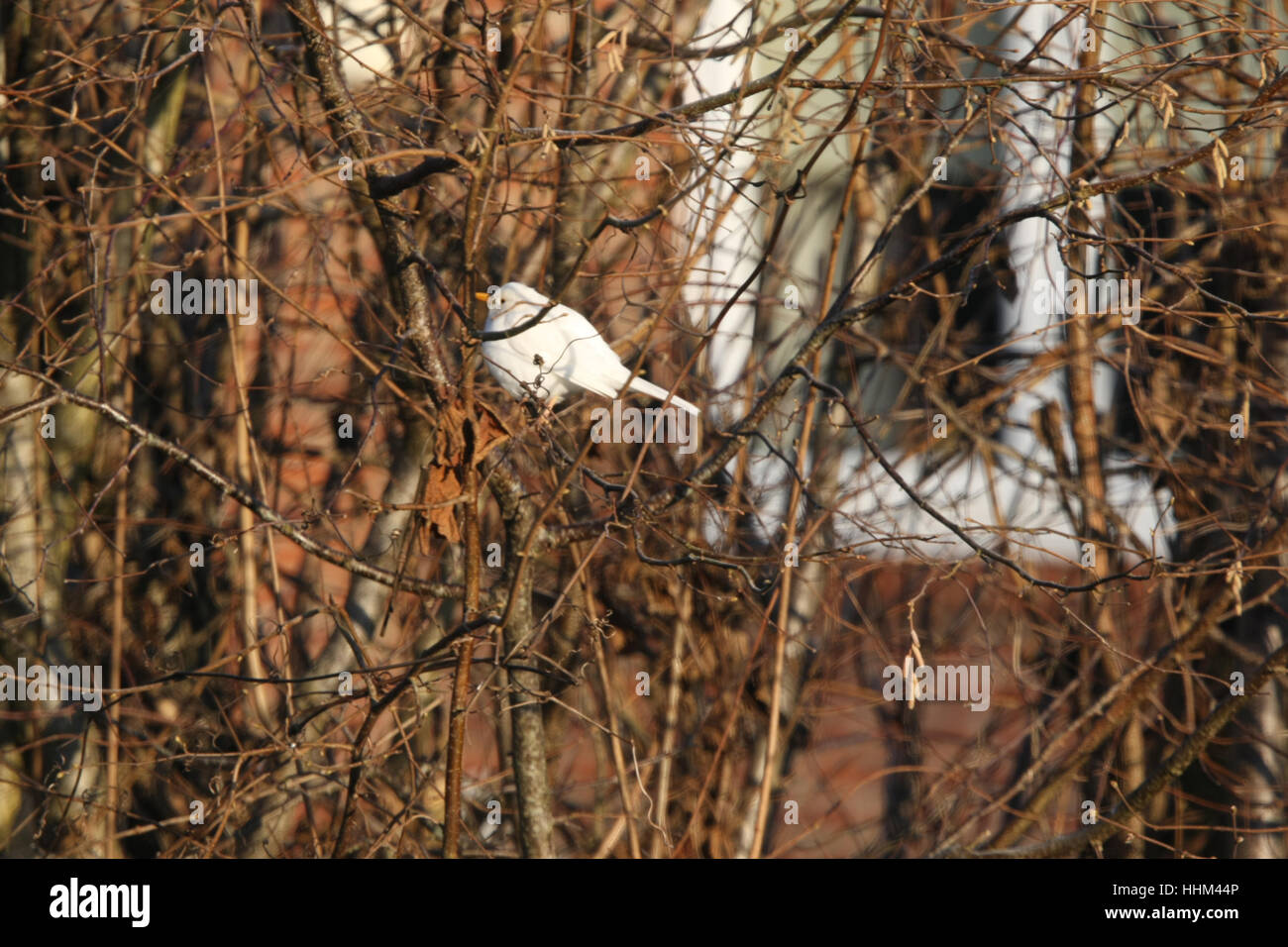 Bianco (leucistic) Blackbird. Nome scientifico: Turdus merula. In un giardino in Inghilterra del sud. Foto Stock
