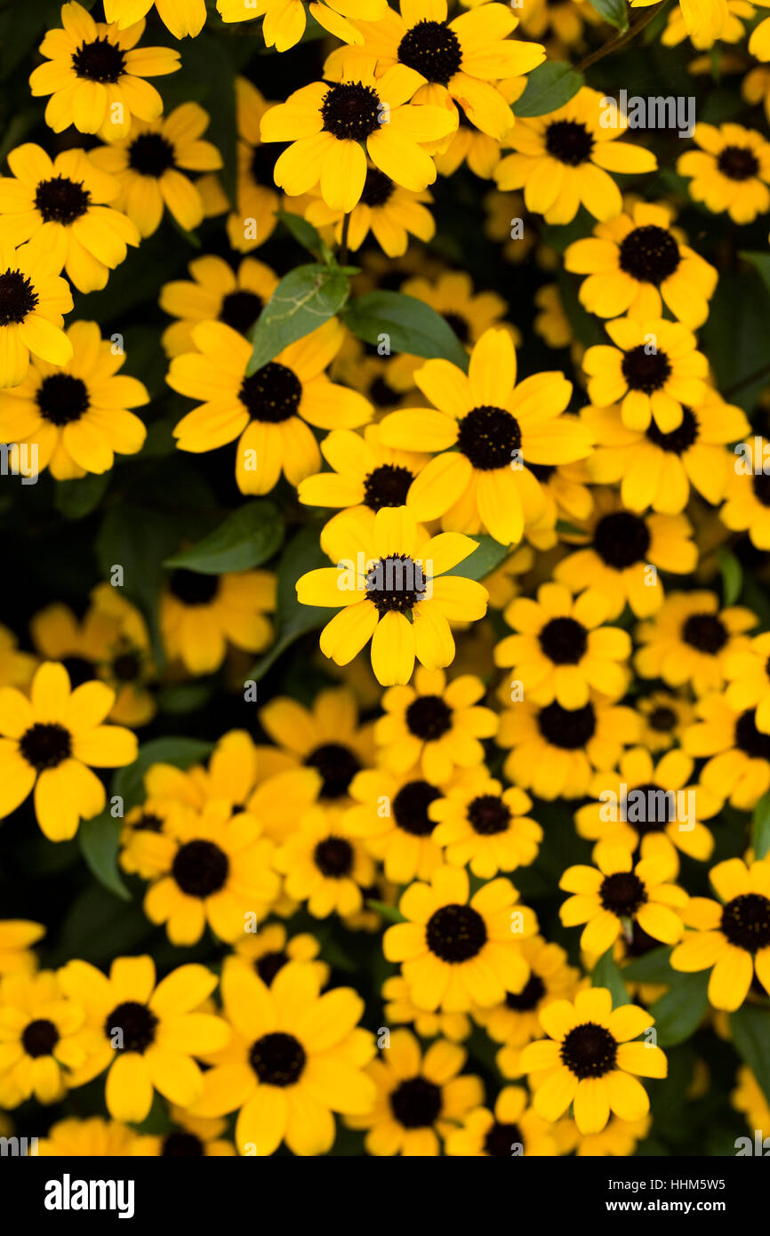 Rudbeckia triloba. Brown eyed Susan fiori. Foto Stock
