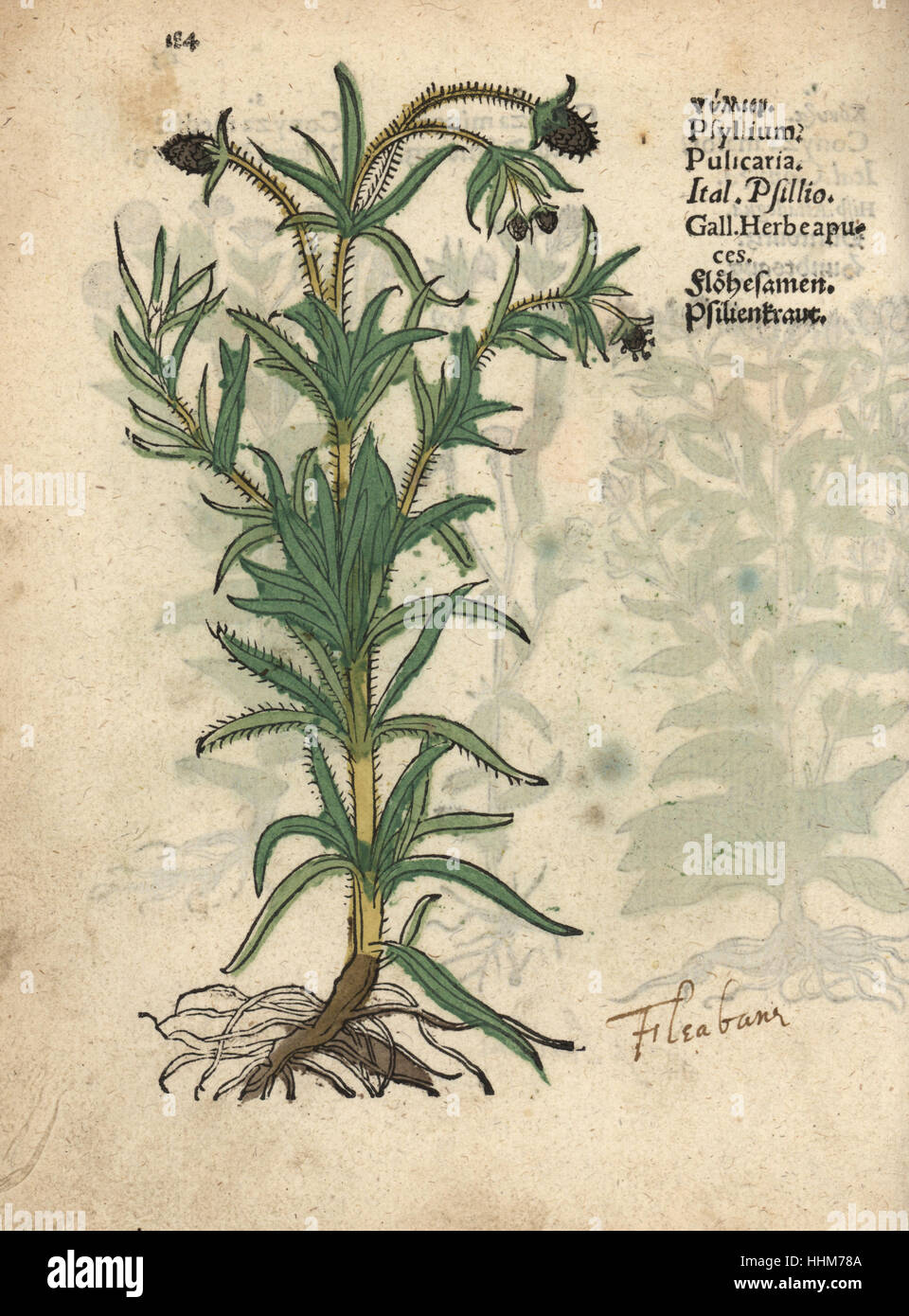 Psillio, planzago psillio. Woodblock Handcolored incisione di una illustrazione botanica da Adamo Lonicer's Krauterbuch, o alle erbe, Francoforte, 1557. Questo da un secolo XVII edizione pirata o atlas di illustrazioni soltanto, con didascalie in latino, greco, francese, italiano, tedesco e nel manoscritto inglese. Foto Stock