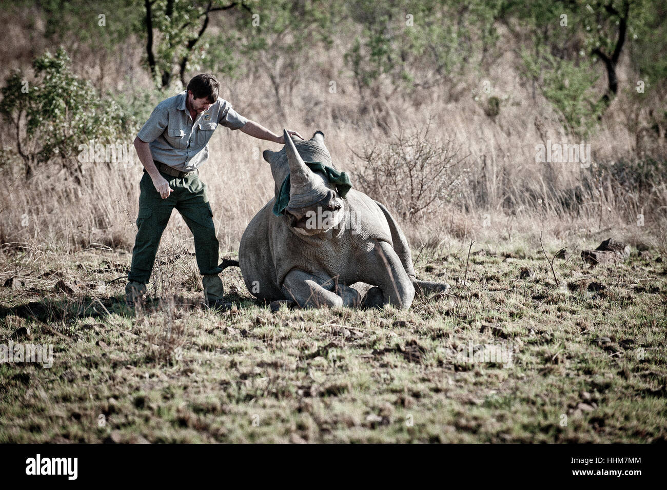 La protezione di Rhino's dai cacciatori di frodo di Rhino Foto Stock
