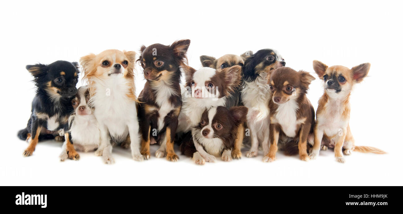Animale, pet, cane, cani, dieci, gruppo, bella beauteously, Nizza, marrone, Foto Stock