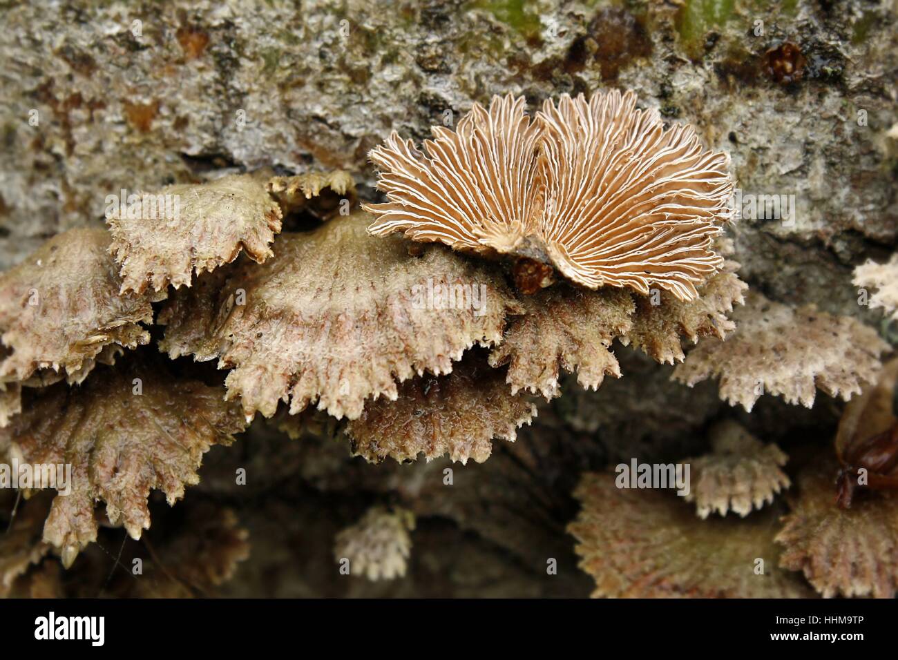 Schizophyllum comune Foto Stock