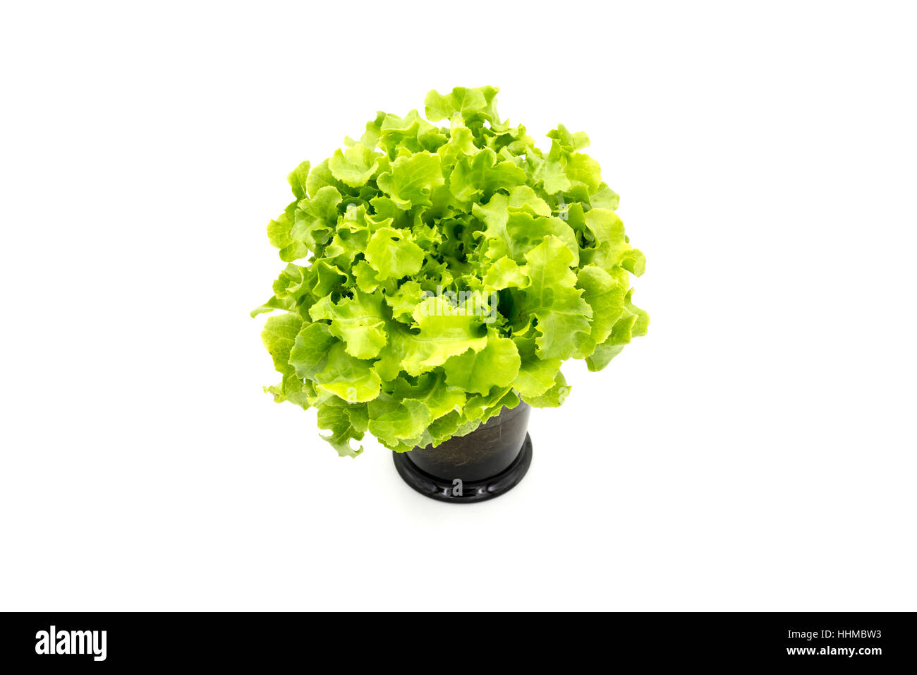 Vista superiore di foglie di insalata,quercia verde Foto Stock