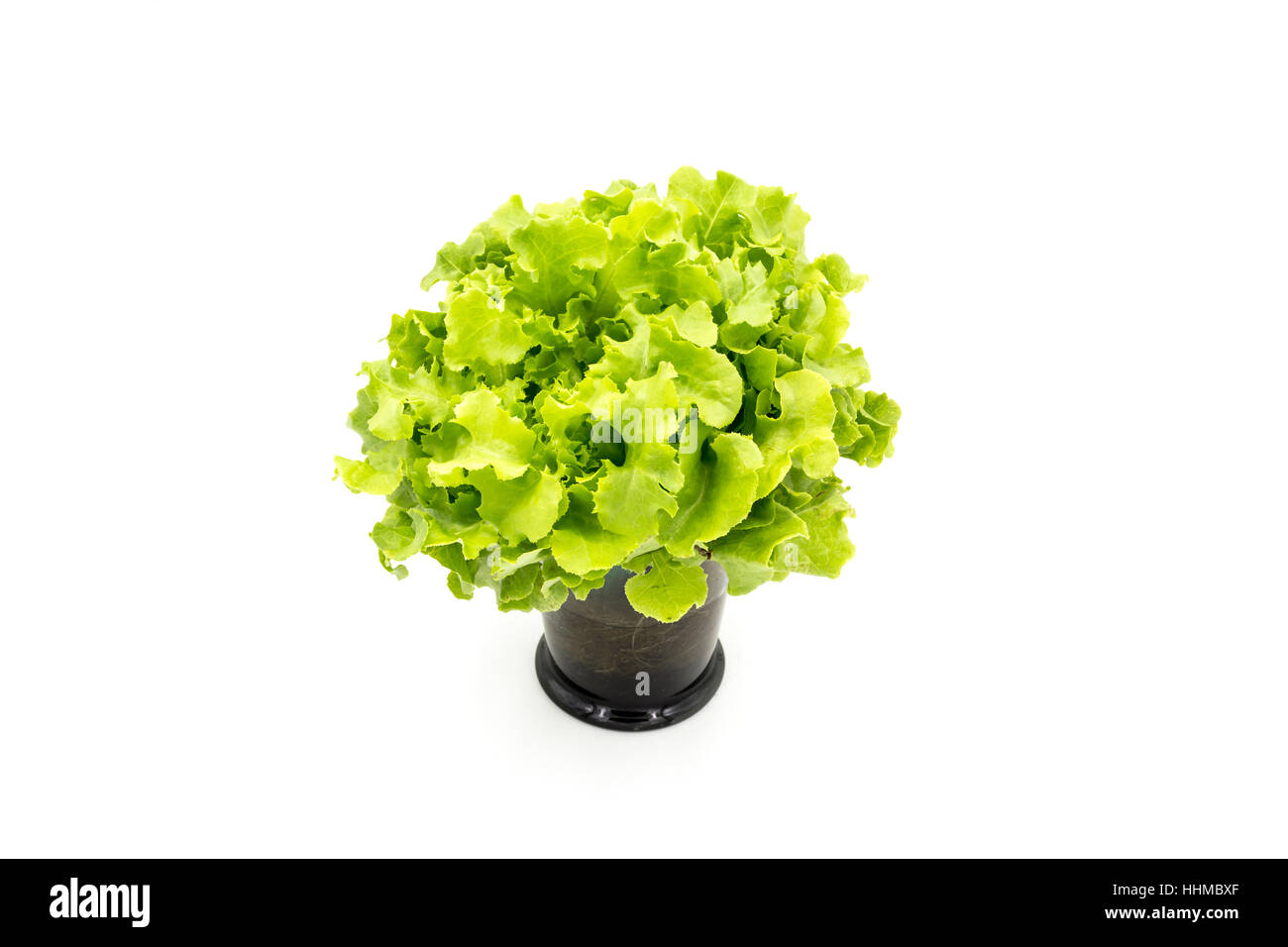 Vista superiore di foglie di insalata,quercia verde Foto Stock