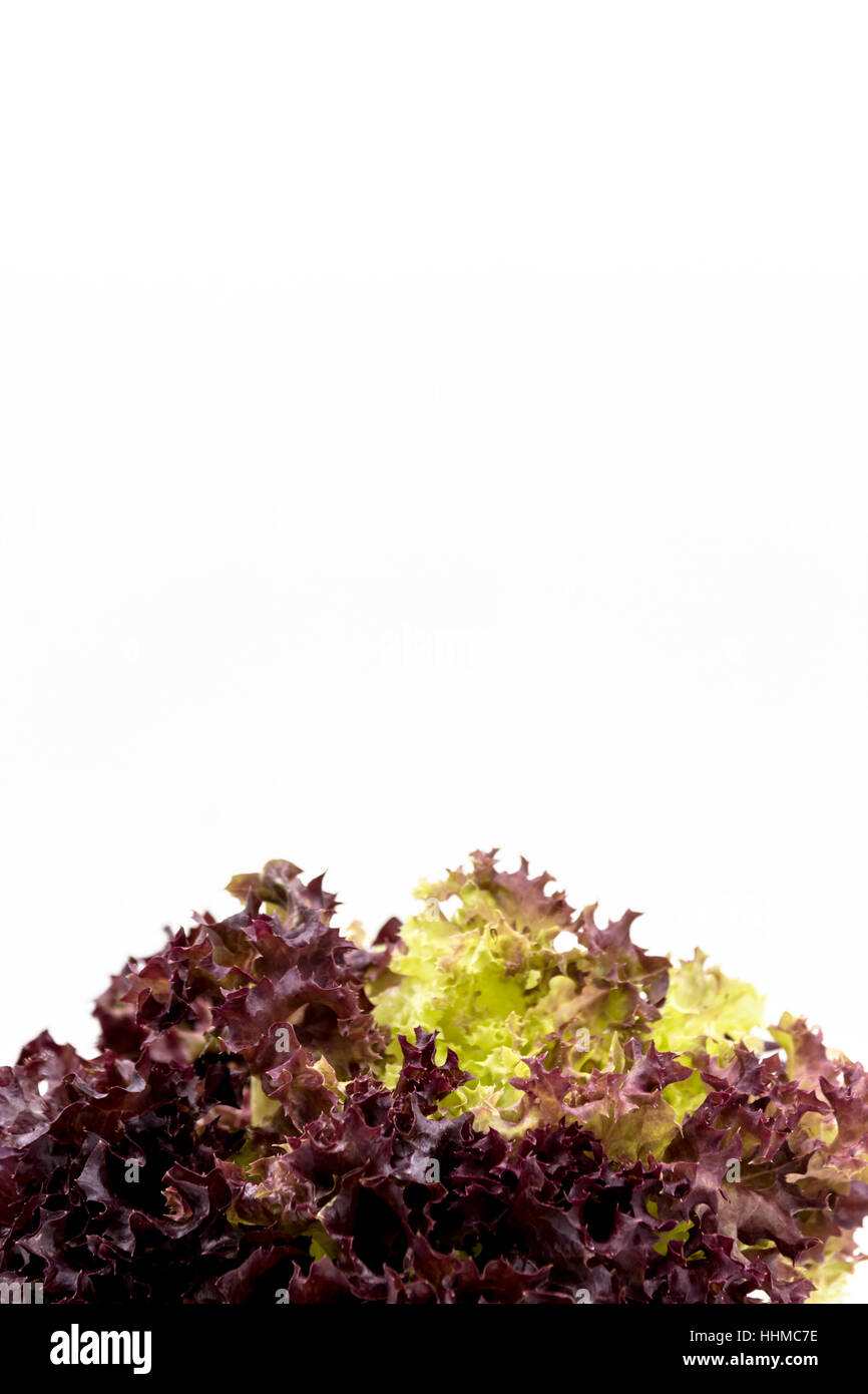 Foglie di insalata, rosso foglie di lattuga Foto Stock