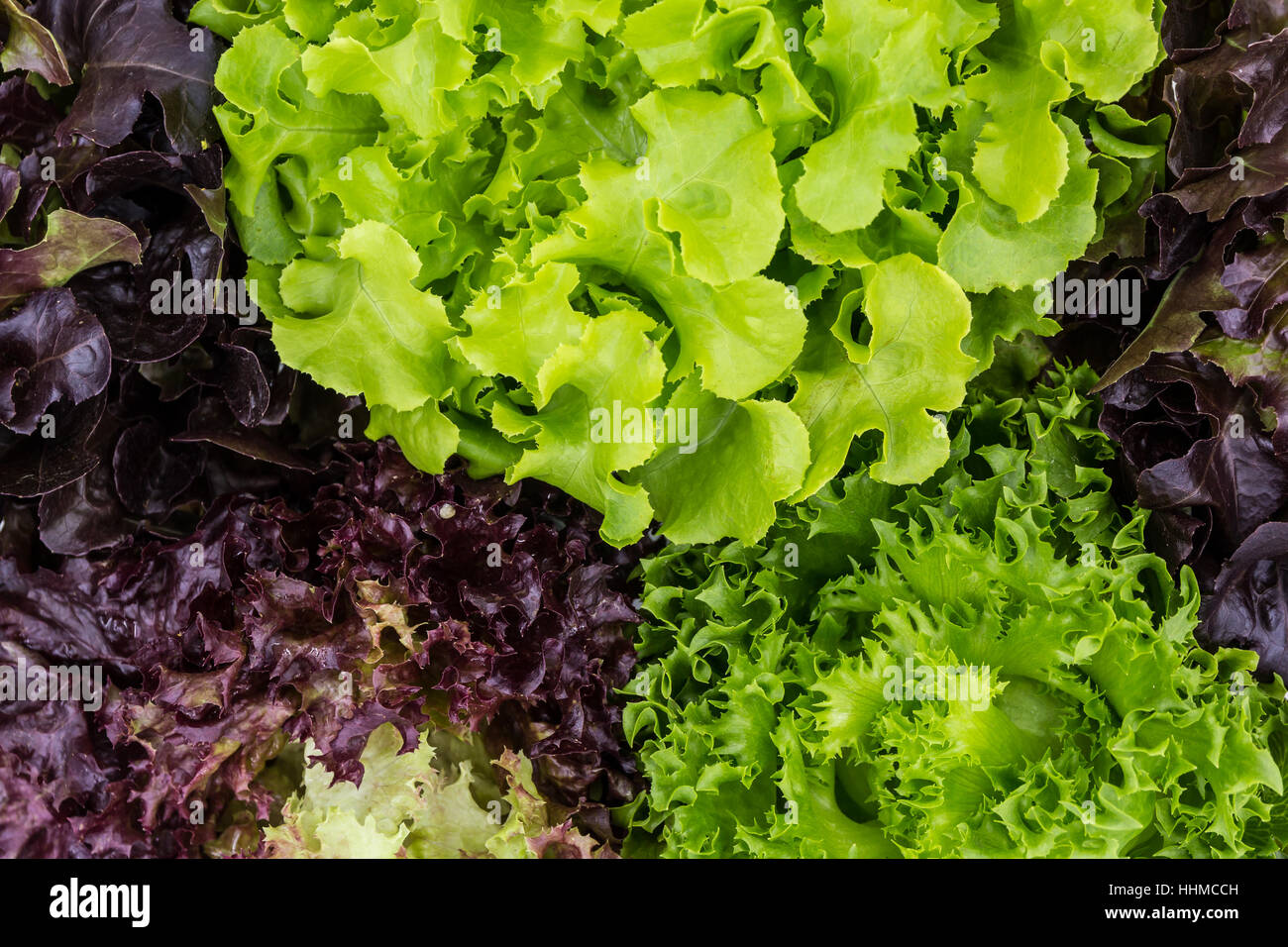 Mix di foglie di insalata di sfondo Foto Stock
