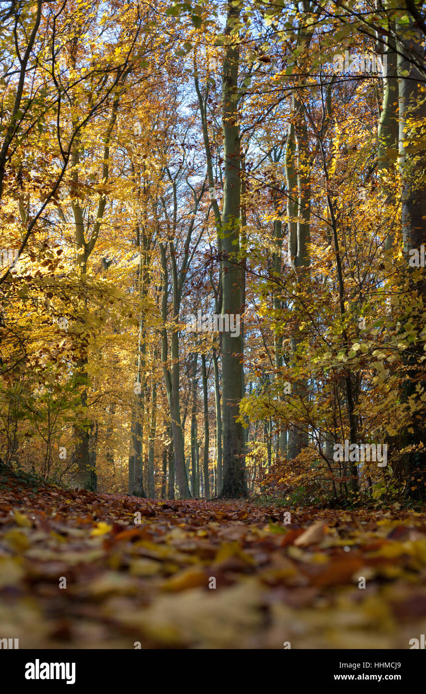 Boschi di faggi Riserva Naturale Cambridge Foto Stock