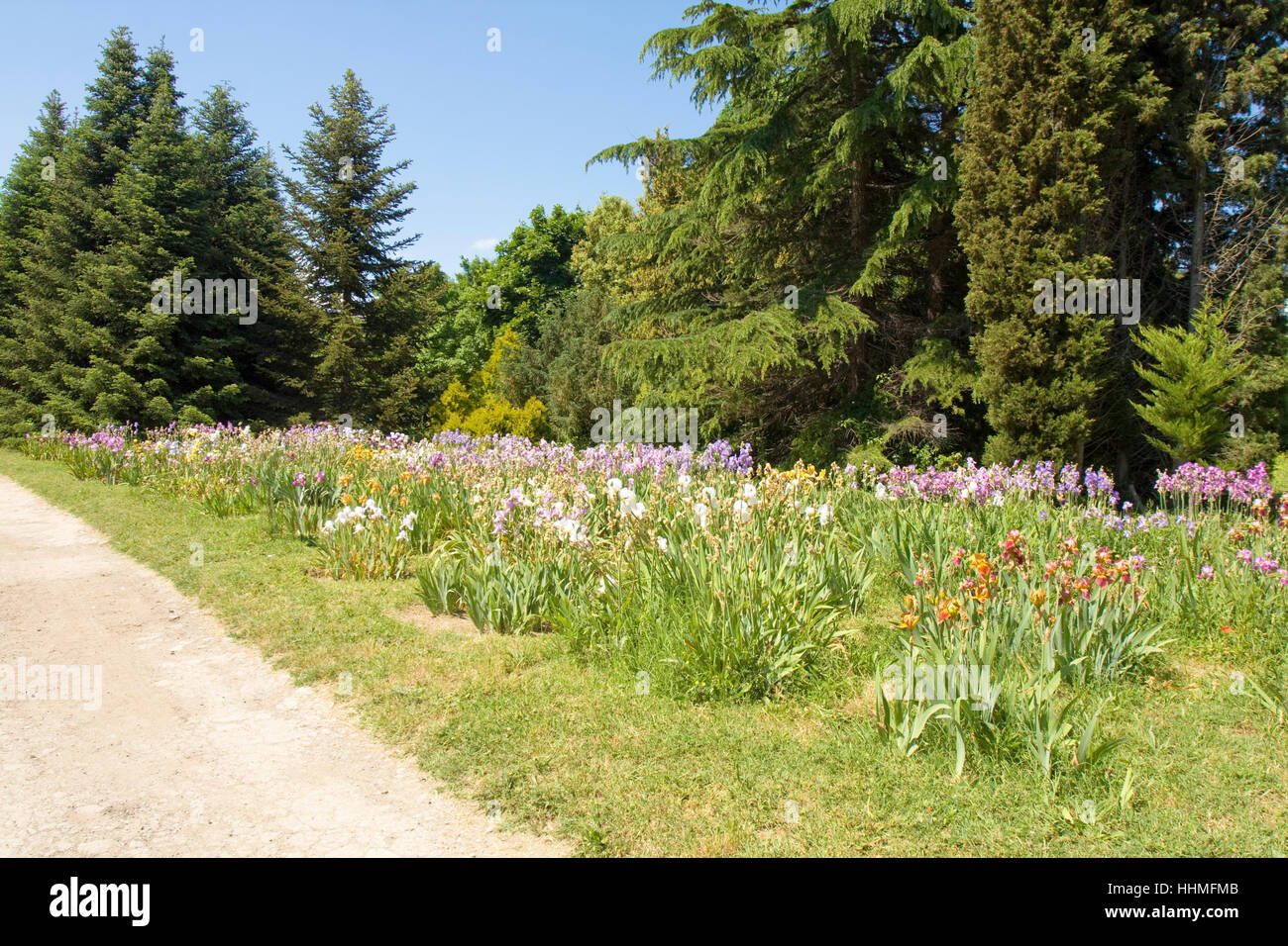 Grande aiuola con iridi in University Botanic Garden parco ecologico di Santi Costantino ed Elena resort, Bulgaria Foto Stock
