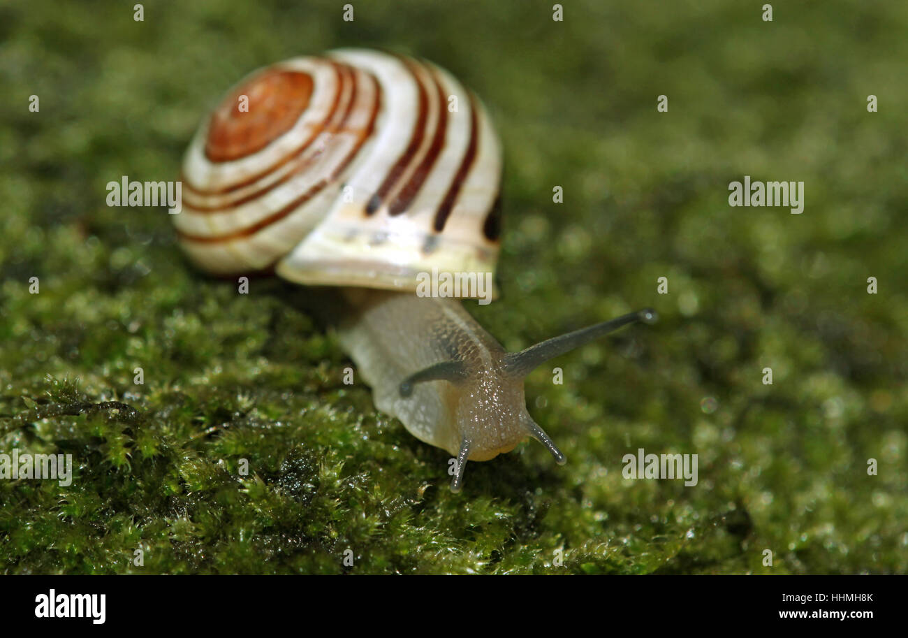 Lumaca, ad un crawl e ad alta velocità, velocità, velocità, mollusco, confortevole, lumaca, muco, Foto Stock