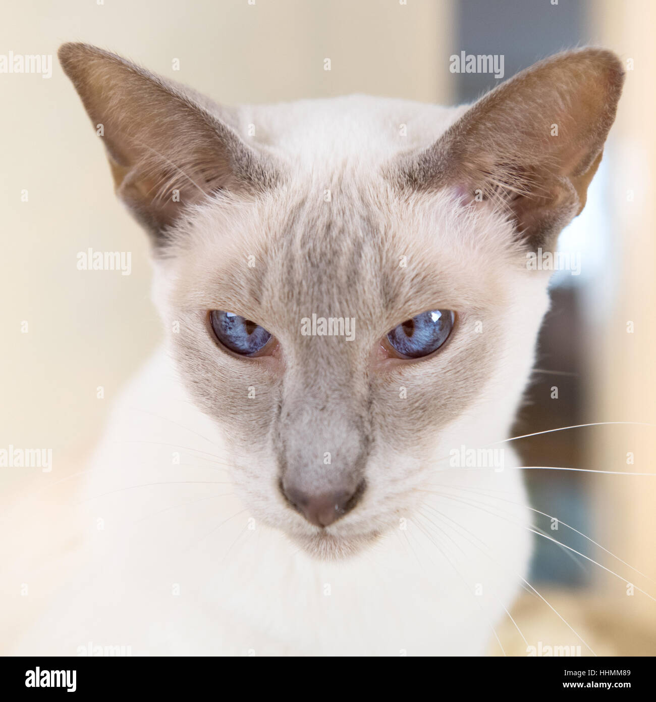 Adulto lilac point siamese gatto nel letto sospeso Foto stock - Alamy