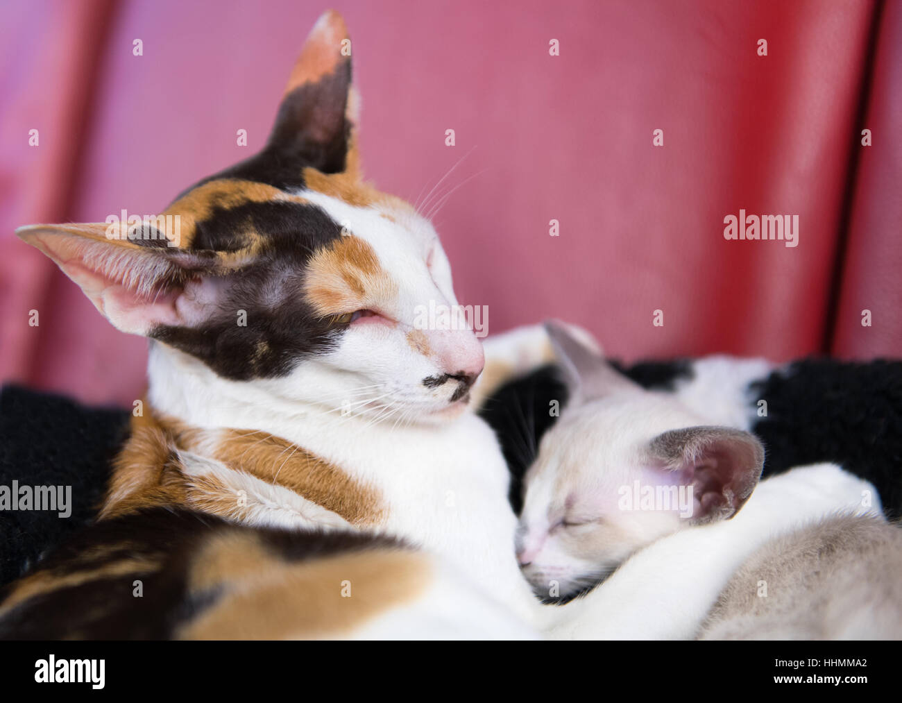 Tartaruga moderno di pura razza gatto siamese gatto con gattino Foto Stock