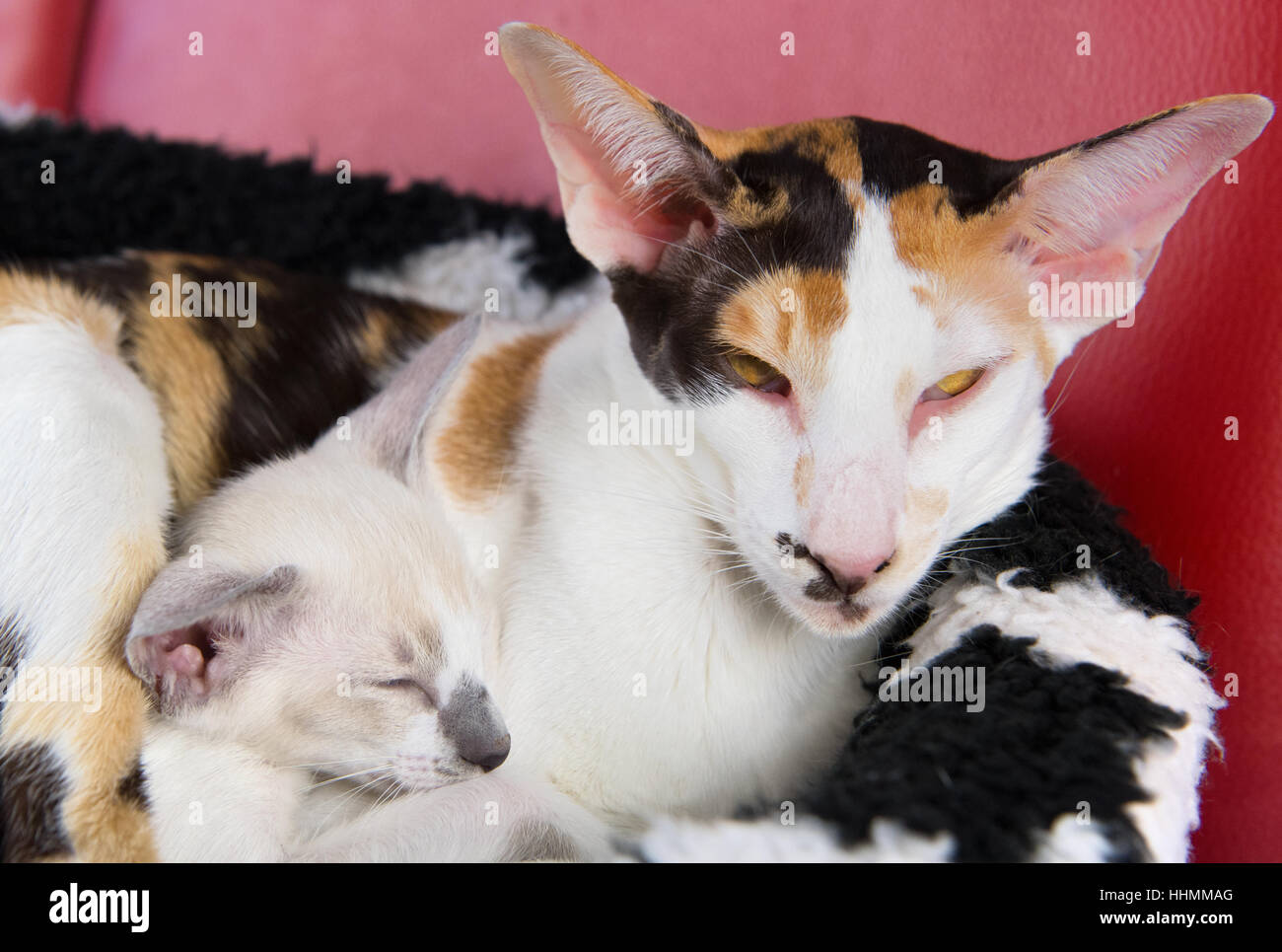 Tartaruga moderno di pura razza gatto siamese gatto con gattino nel cestino Foto Stock