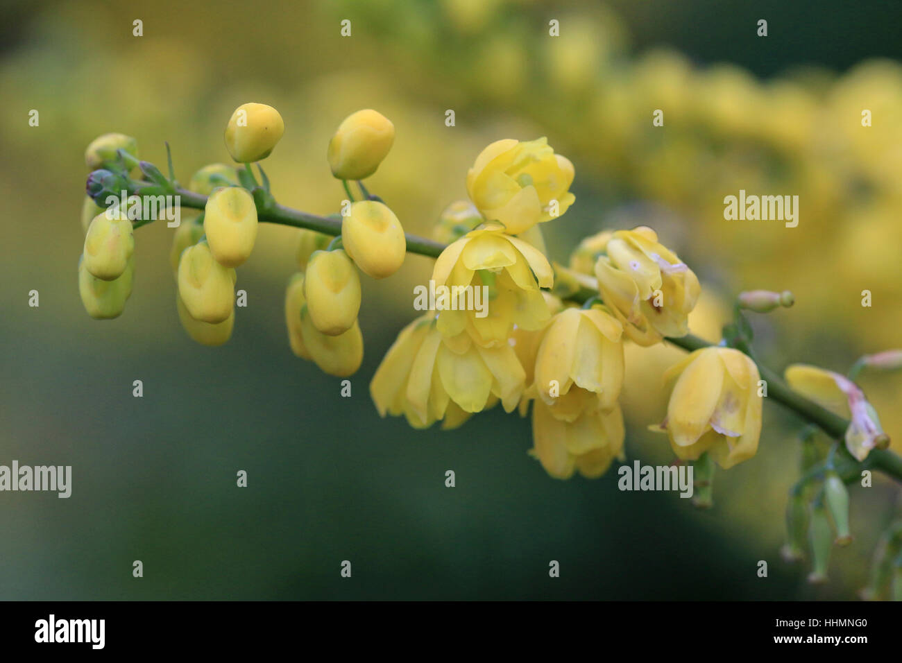 Mahonia arbusto fioritura in gennaio nel Regno Unito Foto Stock