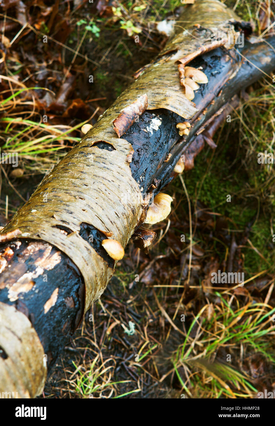 Albero caduto di corteccia di betulla curl della corteccia di betulla Foto Stock