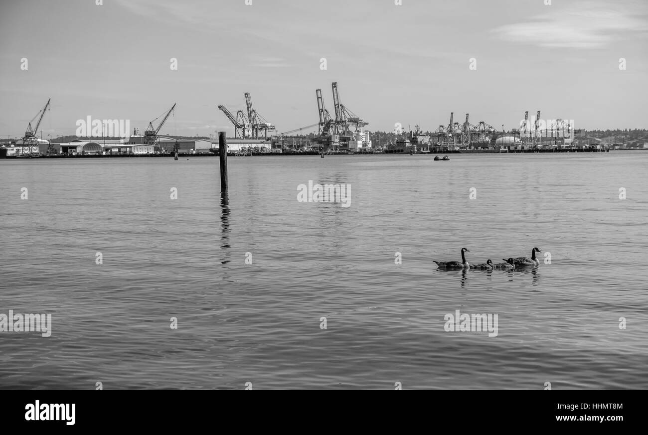 Una vista di gru di carico nel porto di Tacoma. Immagine in bianco e nero. Foto Stock