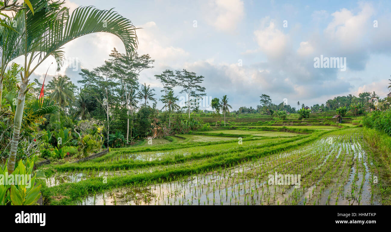 Terrazze di riso Jatiluwih, Bali, Indonesia Foto Stock