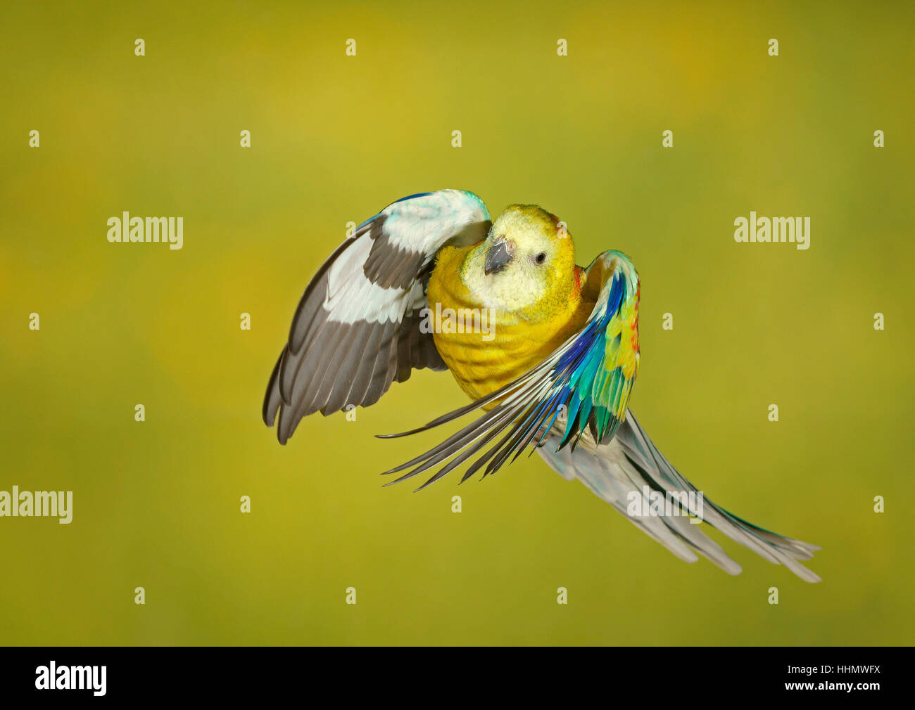 Rosso-rumped parrot, anche red-backed parrot (Psephotus haematonotus) in volo, captive, Germania Foto Stock